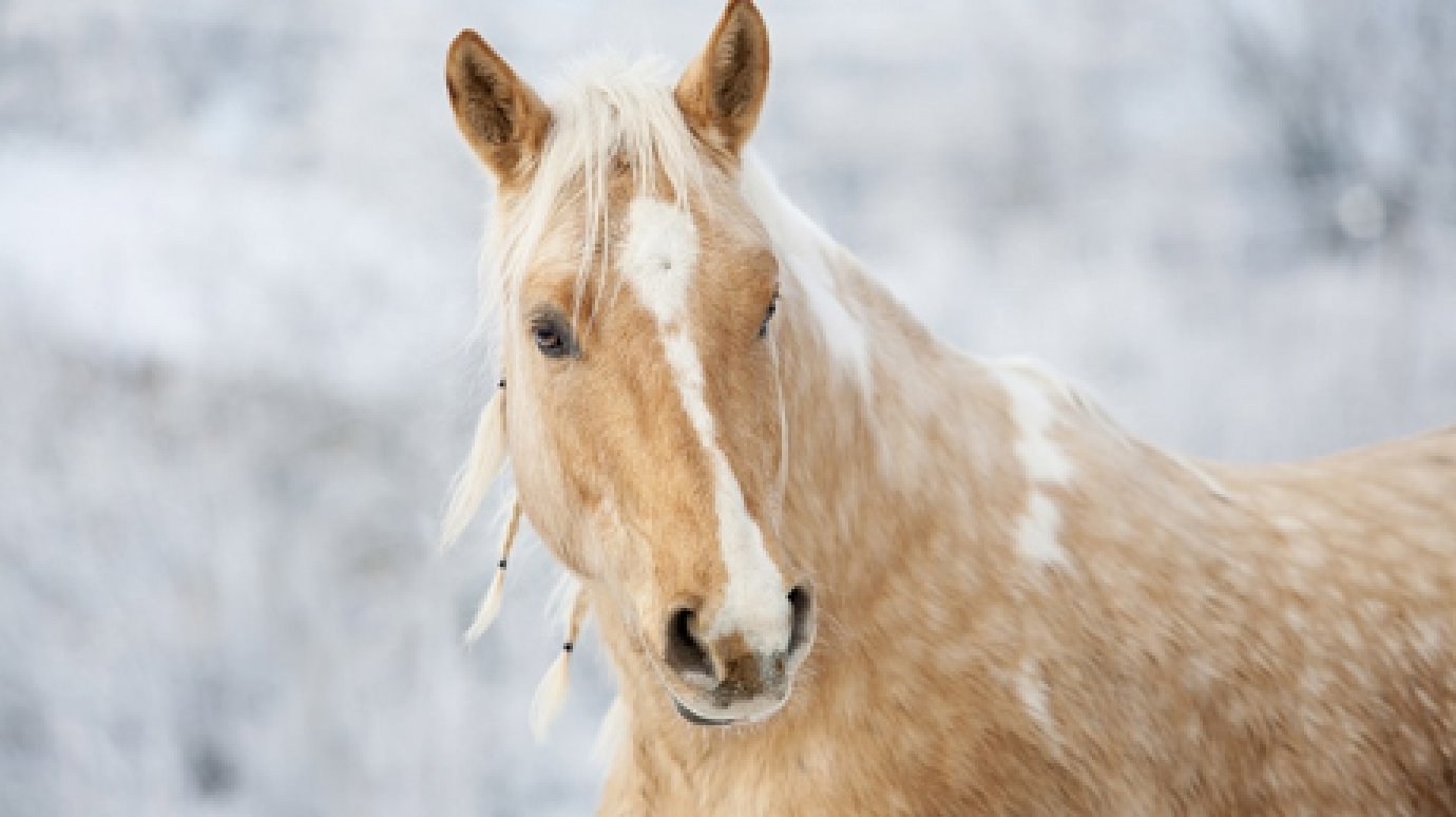 Житель Наровчатского района не смог вернуть деньги за буйную лошадь