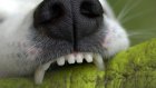 В Пензе чиновники отслеживают сообщения в соцсетях о скоплениях собак