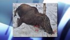 В Городищенском районе варварски убили беременную лосиху
