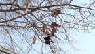 Пензенцы строят догадки о чудо-дереве на улице Володарского