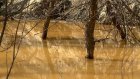 Лес в районе Шуиста затопило желтой водой