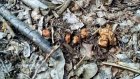 В Пензенской области из-под земли выглянули первые грибы