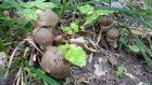 В Кададинском лесничестве забор отнял у сельчан возможность собирать грибы