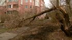 Выход с улицы Бородина к проспекту Строителей перекрыт упавшим деревом