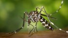 Пензенцам рассказали, передается ли коронавирус через комаров