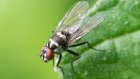 Стало известно, могут ли мухи переносить коронавирусную инфекцию