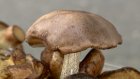 Пензенцы стали реже покупать грибы у уличных продавцов