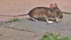 В минздраве сообщили о росте числа заболевших мышиной лихорадкой