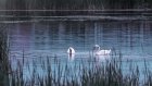 На пруд в пензенском микрорайоне Заря прилетели лебеди