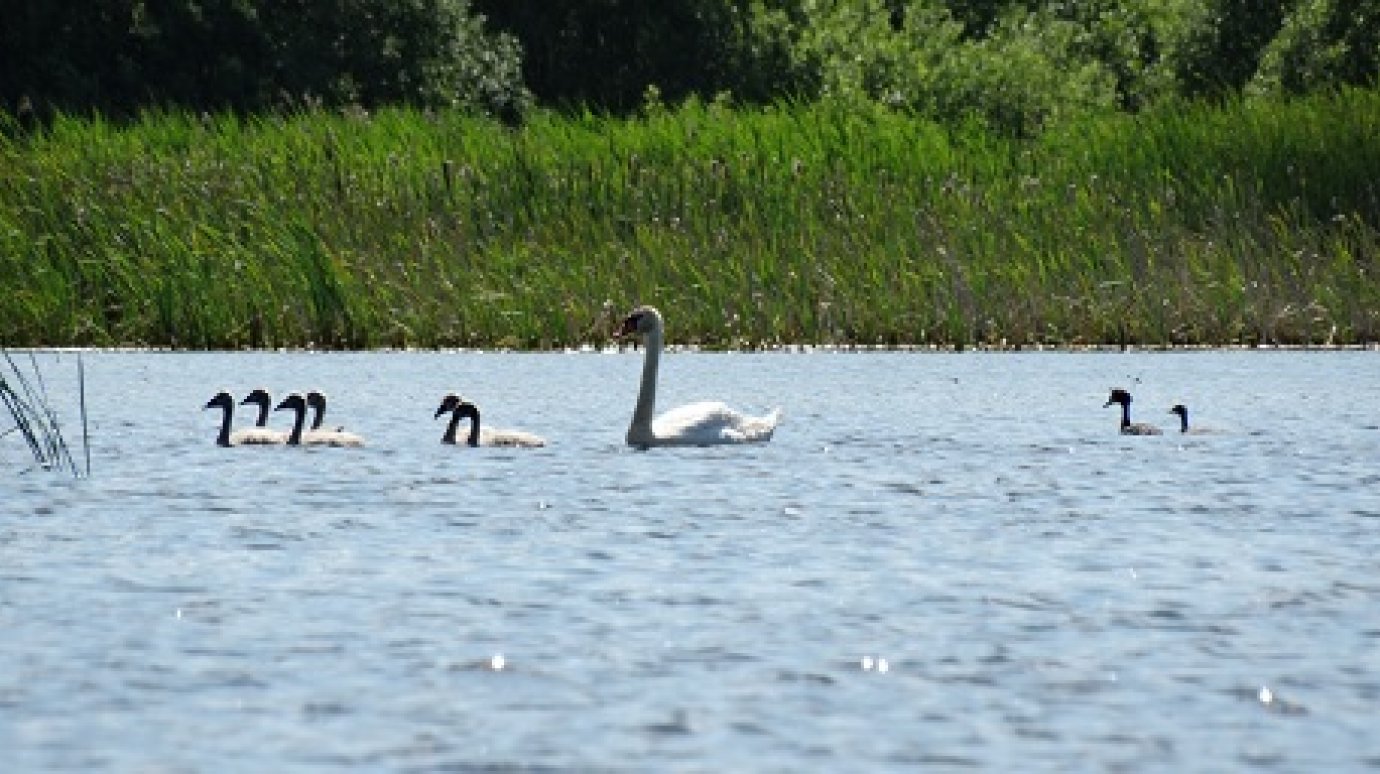 В Сосновоборском районе обнаружено гнездо лебедей с птенцами