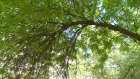 Пензенцы высказались по поводу опасности сломанных веток на деревьях