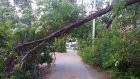Надломленное дерево на ул. Свердлова угрожает жизни людей