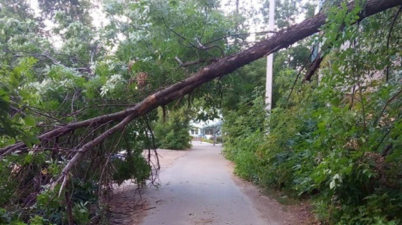 Надломленное дерево на ул. Свердлова угрожает жизни людей