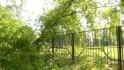На Западной Поляне американский клен лег на ограду лицея