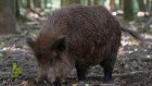 В Лопатинском районе браконьеры убили кабана