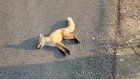 В Заречном ветврачи выяснили причину гибели лисицы