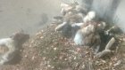 В Пензе полуободранные тушки кроликов выбросили на улицу