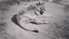 В Пензенском зоопарке умерла 23-летняя львица Дайана