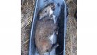 В Кузнецком районе жертвой браконьера стала молодая кабаниха