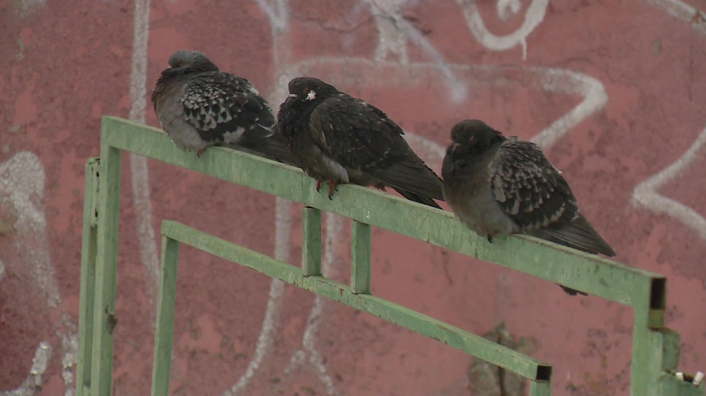 Любвеобильные голуби преследуют прохожих на улице Плеханова