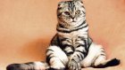 В РПН рассказали, может ли человек заразиться COVID-19 от кошки