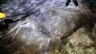 В Кузнецком районе ищут человека, застрелившего лосиху