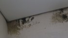 Никольчанин: После ремонта крыши по потолку и стенам пошла плесень