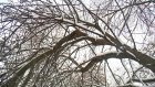 На улице Одесской над головами прохожих нависли сломанные ветви