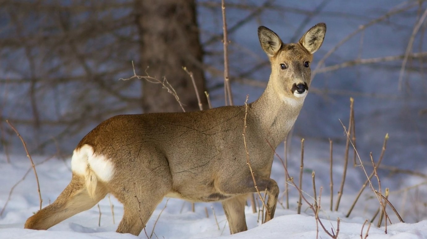 В Пензенской области браконьеры убили четырех косуль и лосиху