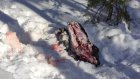На окраине Пензы браконьеры убили лося