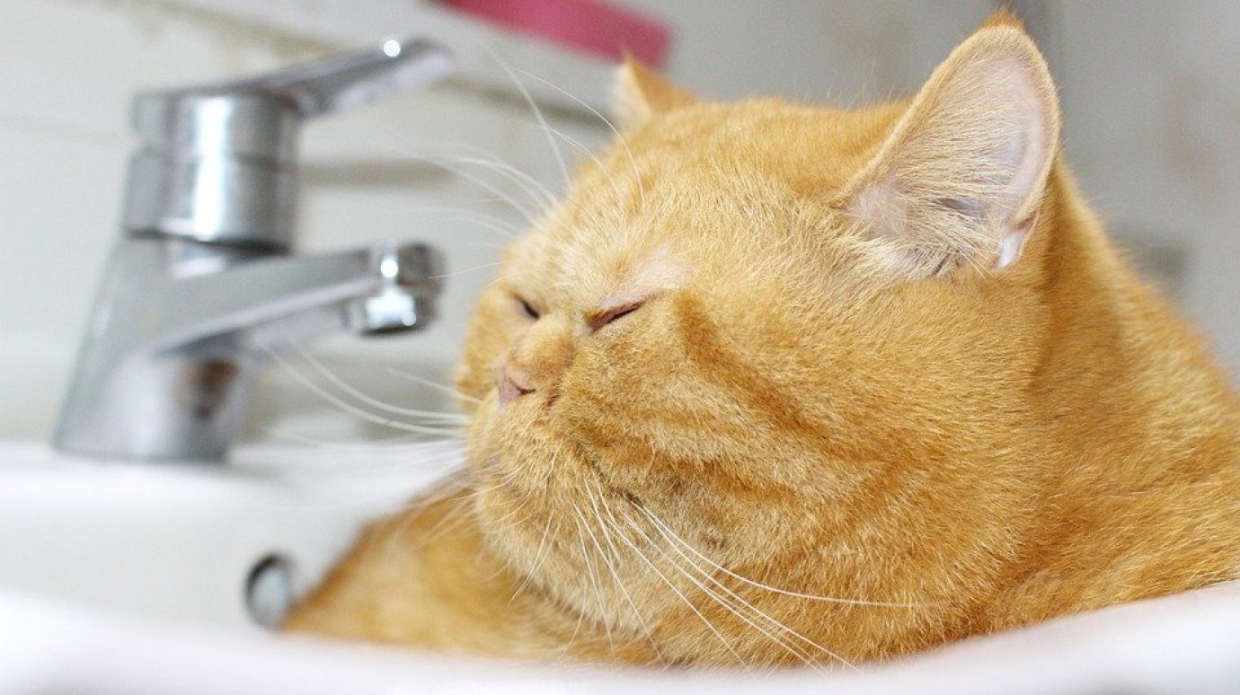 Почему кошка спит в раковине