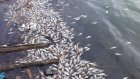 Мертвой рыбой на пруду в Арбекове заинтересовалась прокуратура