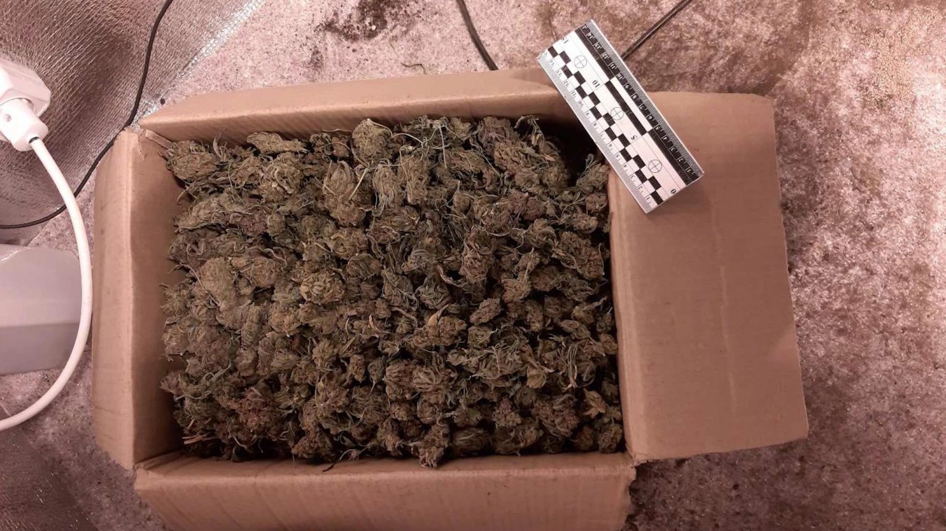 В Пензе у двух мужчин изъяли полтора килограмма марихуаны