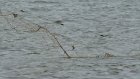 Сотрудники рыбоохраны вытаскивают сети из рек в черте Пензы