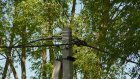 Жительница Веселовки опасается трагедии из-за аварийных деревьев