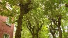 Активистка не может добиться опиловки деревьев на улице Леонова