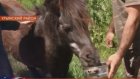 На скотобойне в Пензенской области нашли украденных на Кубани лошадей