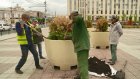 На площади Ленина пожелтевшие туи начали менять на зеленые