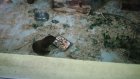 Горожан возмутило обилие тараканов в пензенском зоопарке