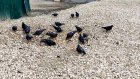 На улице Окружной в Пензе голубей подкармливают деликатесом