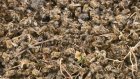 Мертвых пчел из Нижнеломовского района отправили на экспертизу