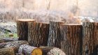 В Кузнецком районе вырубили лес почти на 1 млн рублей