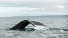 23 июля отмечается Всемирный день китов и дельфинов