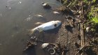 В пруду под Пензой произошла массовая гибель рыбы