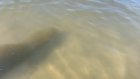 В пруду в Пензенской области утонул подросток