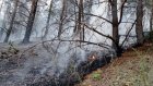 В Кузнецке школьники помогли потушить лесной пожар