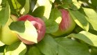 В Пензенской области садоводы приготовили напиток из яблок