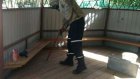 В Пензе воспитанников детского сада спасли от роя ос