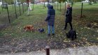 На улице Карпинского в Пензе открылась зона для выгула собак