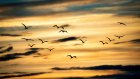 9 октября провожаем перелетных птиц в дальний путь
